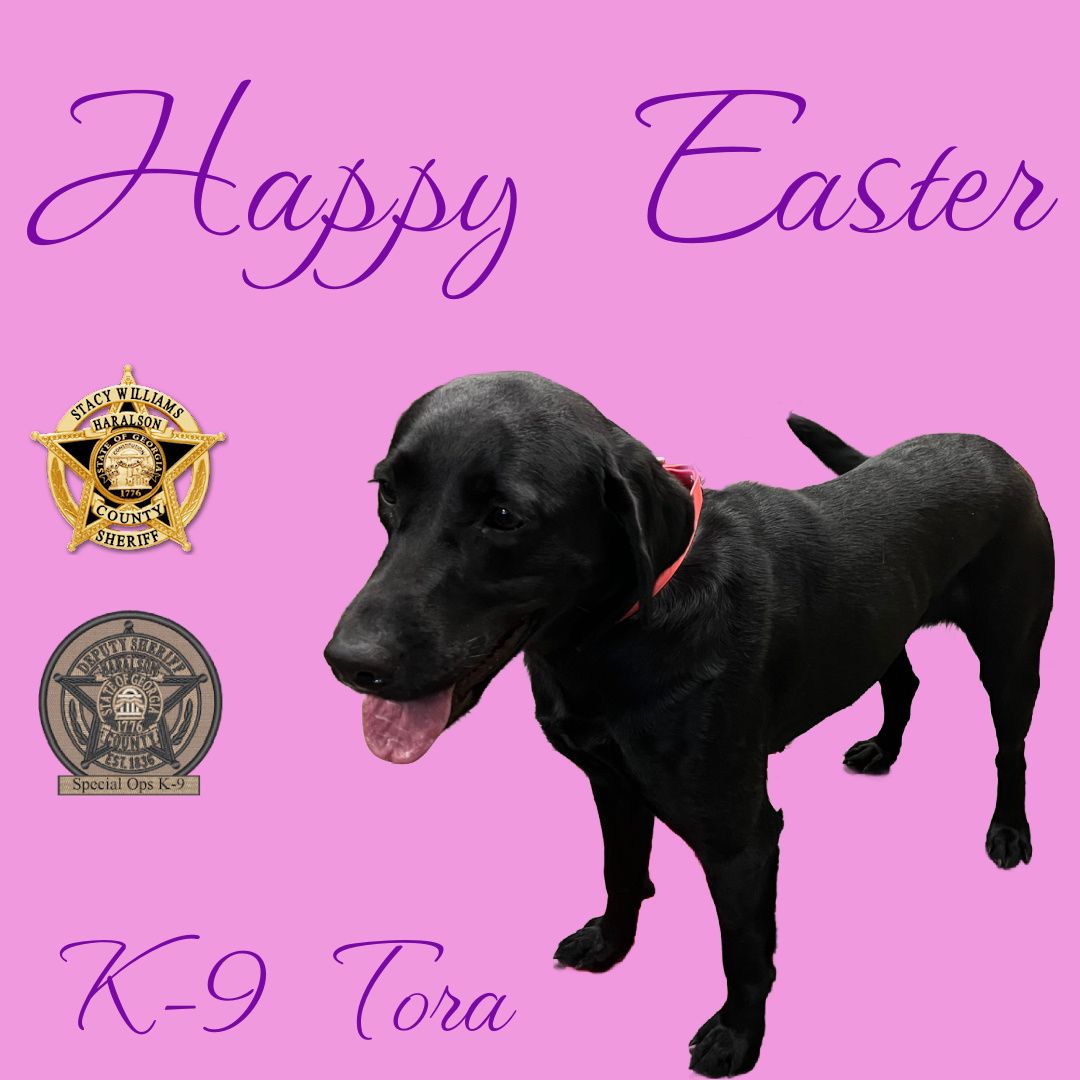 Happy Easter from K-9 Tora! 🐣 #HappyEaster #K9Tora🐾💙 #SpecOpsK9 #Easter #GoodGirl #EasterWeekend #WorkingDog #Easter2024 #CSUUnit #LabradorK9 #EasterSunday #K9Unit #BestGirl #Tora #CSUK9 #HCSO