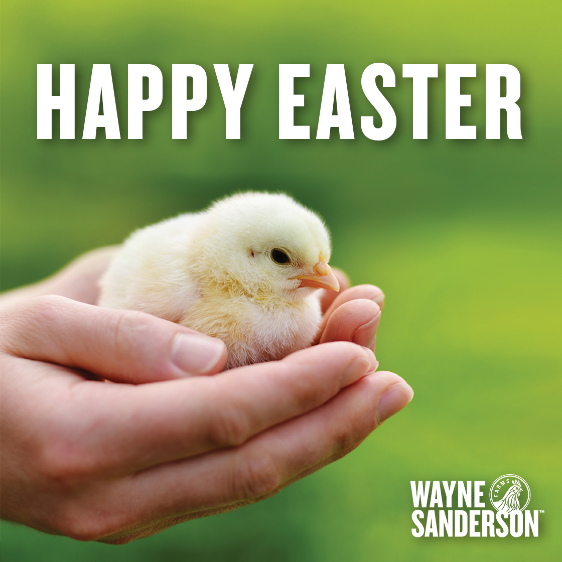 Happy Easter from Wayne-Sanderson Farms! Wishing you a joyful day spent with family and friends. #Easter2024