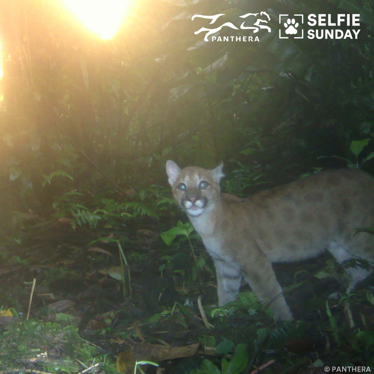 This young #SelfieSundaySpecies is losing its spots, but don't worry! Did you know that puma kittens are born with spots, which they gradually lose in their first two years? Learn more about Panthera's work in making roads safer for pumas in Costa Rica: bit.ly/3Fbsi4v