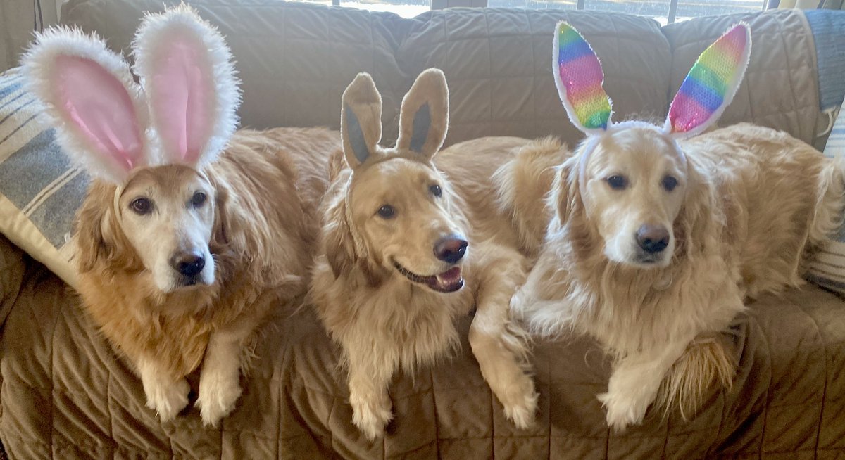 “From our house to yours: HAPPY EASTER! —Sophie, Jack and Pete #Easter2024 #EasterBunny #Easter #dogsoftwitter #BrooksHaven #grc #dogcelebration #GoldenRetrievers #WeekendSmiles