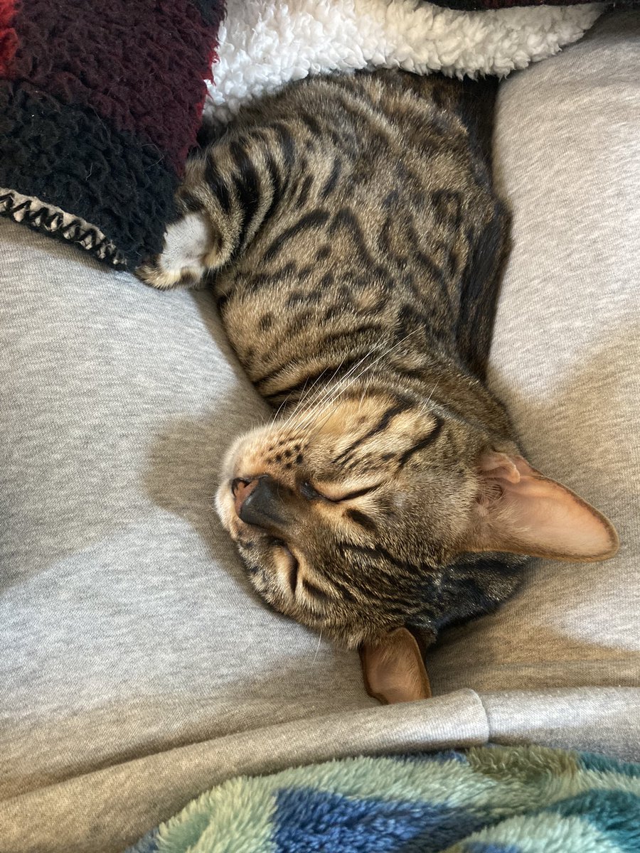 Taking another lovely nappie #catsofinstagram #CatsOfTwitter #TeamBengal