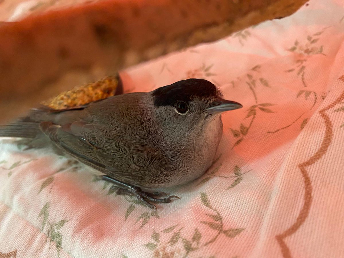 This beautiful Blackcap was admitted this evening after being found unresponsive in the middle of the road. The kind member of the public drove all the way from Preston for our help! 👏 After fluids / treatment he’s looking brighter already; let’s hope he makes a full recovery❤