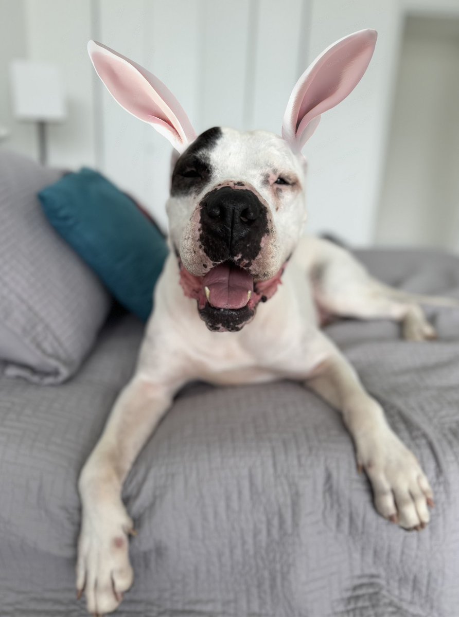 Happy Easter for those who celebrate! Petey was a bunny wabbit in a previous life 😉 @humanesociety @deafdognetwork #dogsoftwitter @dogvideosdaily @contextdogs @tweeetsofdogs @deafdogrescue #americanbulldogs #rescuedog #dogreels #dogdad #dogsofmiami @dog_rates @DoggosDoing