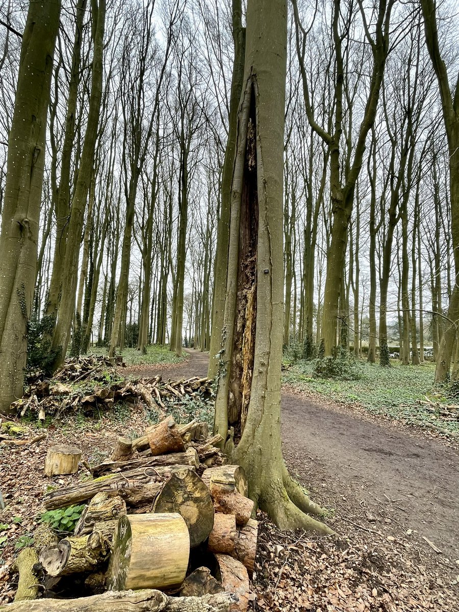 PrimaryTreeSurg's tweet image. Natural props holding up this split Japanese Maple; beautifully pleached Hornbeam; deep decay wounds to the woodland Beech…all at @hidcotent Hidcote Gardens. 

#treesurgeons - we’re never too far from the trees 😊

#treesurgery #trees #arb #easter2024