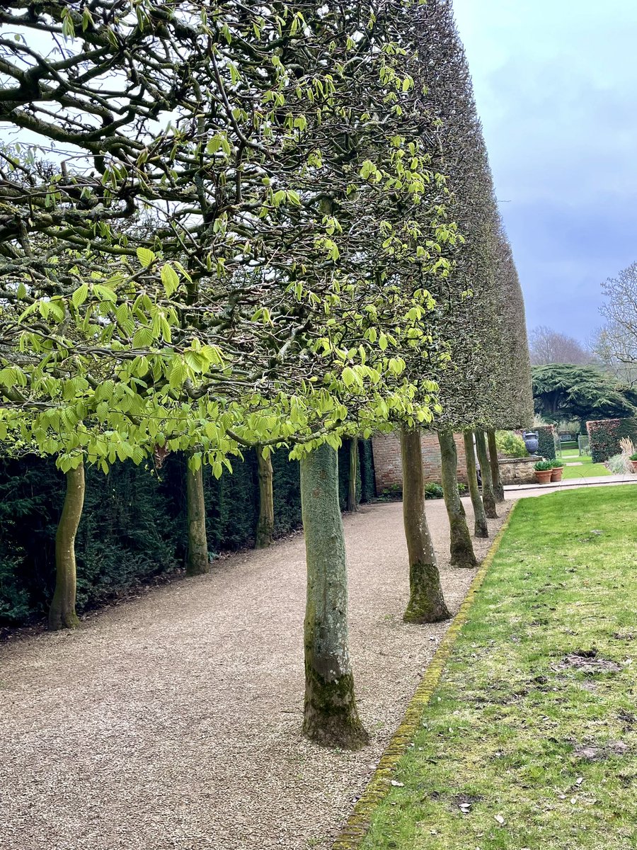 PrimaryTreeSurg's tweet image. Natural props holding up this split Japanese Maple; beautifully pleached Hornbeam; deep decay wounds to the woodland Beech…all at @hidcotent Hidcote Gardens. 

#treesurgeons - we’re never too far from the trees 😊

#treesurgery #trees #arb #easter2024
