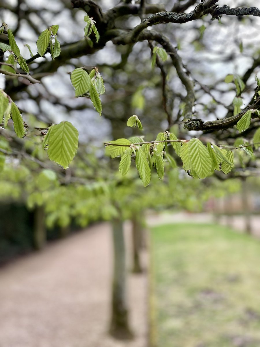 PrimaryTreeSurg's tweet image. Natural props holding up this split Japanese Maple; beautifully pleached Hornbeam; deep decay wounds to the woodland Beech…all at @hidcotent Hidcote Gardens. 

#treesurgeons - we’re never too far from the trees 😊

#treesurgery #trees #arb #easter2024