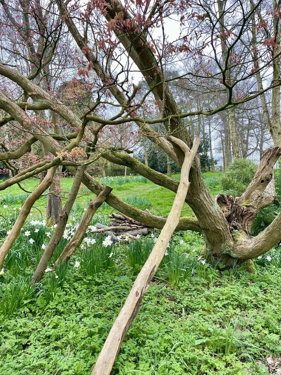 PrimaryTreeSurg's tweet image. Natural props holding up this split Japanese Maple; beautifully pleached Hornbeam; deep decay wounds to the woodland Beech…all at @hidcotent Hidcote Gardens. 

#treesurgeons - we’re never too far from the trees 😊

#treesurgery #trees #arb #easter2024