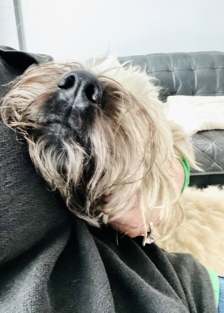 Heart stealing is my specialty ❤️ #dogsoffacebook #DogsOfX #dogsofinstagram #dogsofinstagram #wheatenterrier #dogoftheday #scwt #sundayfunday #sharethelove