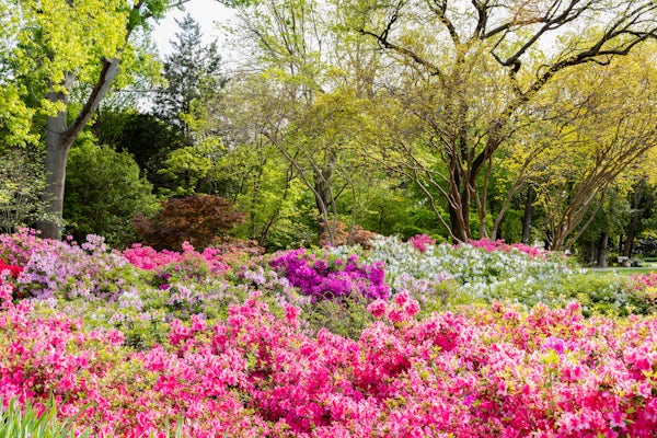 🐣 Happy Easter from the Dallas Arboretum 🐰 Join us in celebrating this beautiful day surrounded by blooms and those you love. The garden is open till 5PM today.