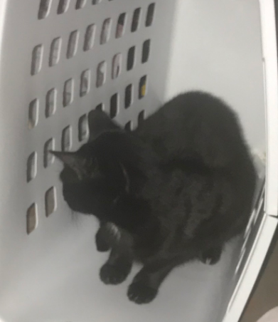 I am opening emergency comms, my cat will be undergoing surgery for a UTI; I'm already paying a 3rd of the surgery along with the x-rays and blood work from yesterday, but comms will help cover the monthly payments to come

anything helps, thank you