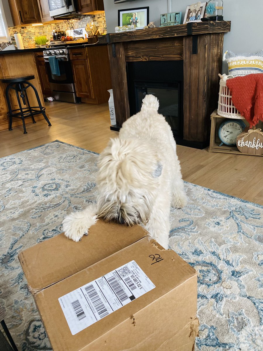 He’s so giddy when a box delivers, I really don’t know where he learned that from! 📦 #dogsoffacebook #DogsOfX #dogsofinstagram #dogsofinstagram #wheatenterrier #dogoftheday #scwt #sundayfunday #GiftsforMom