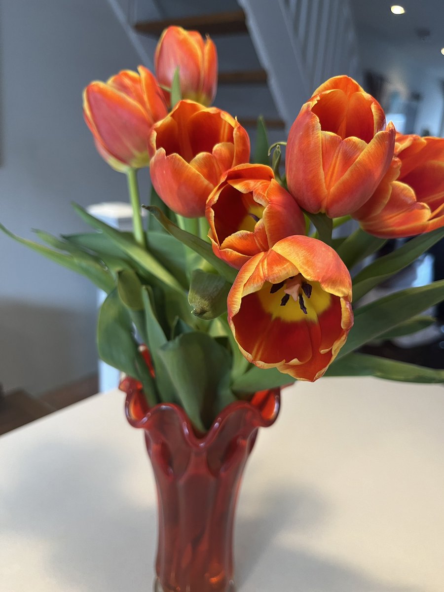 Woke up to seemingly dead tulips- I forgot to add water to these beauties yesterday… Gave them a trim, added water & revived them! Wishing all a lovely & restful long weekend! Happy Easter to those who are celebrating today 🐣 Happy spring too! This is season of hope & growth🌷