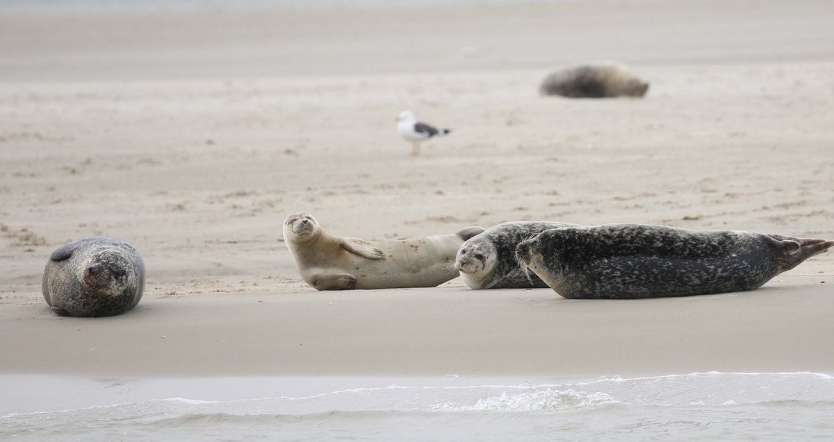 Common seals on a sandbank a couple of miles from Texel this morning. (We were a long way offshore with a powerful lens.) Photo courtesy of @MathewsFiona.