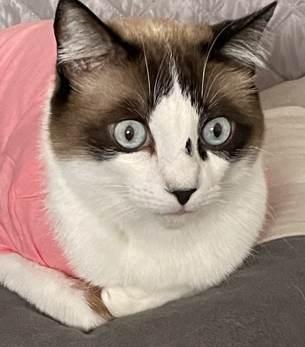 nievessnow22's tweet photo. Hoy, por ser un día especial, he estrenado una camiseta rosa nueva y así no me hago heridas rascándome por la alergia! #Simoncito https://t.co/BJ0RmstH7y