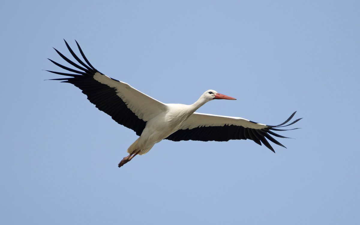 Our latest blog is here: bit.ly/ReserveUpdate3… Have a read to see some wonderful photos of some of our highlights this week, including White stork, Bittern, Garganey and Hen harrier. 📷 White stork by Andrew Bradford