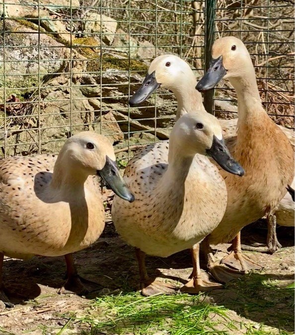 The Welsh Harlequin ducklings are all grown up and laying eggs, which come in handy for Easter! #pets #Easter #EasterEggs #EasterSunday #easter2024