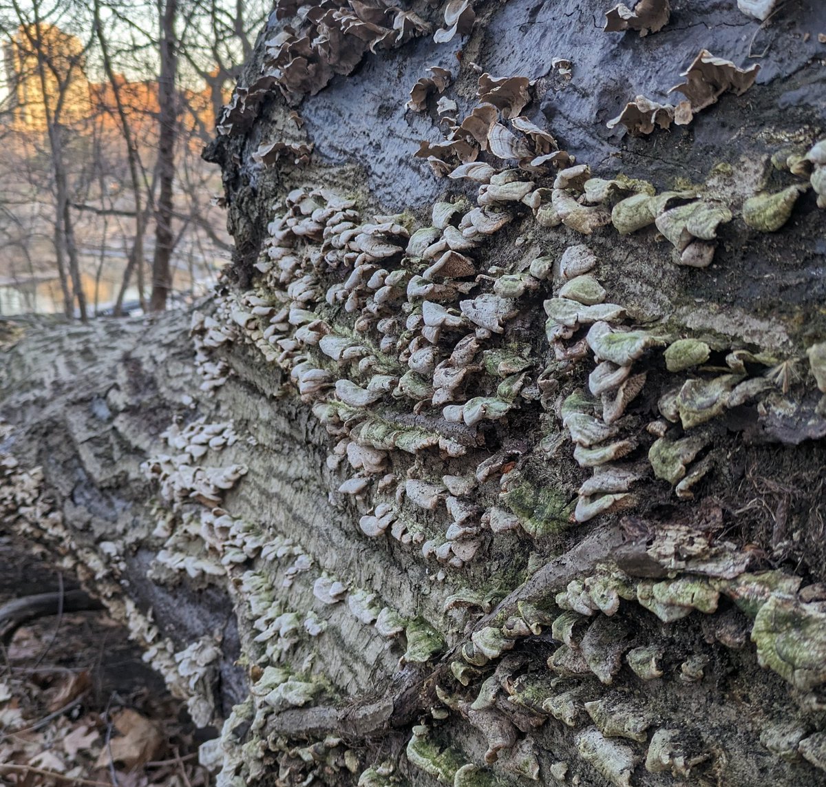 A wall of mushrooms at sunset in New York City #mushroom #fungi #sunset #newyork #centralpark