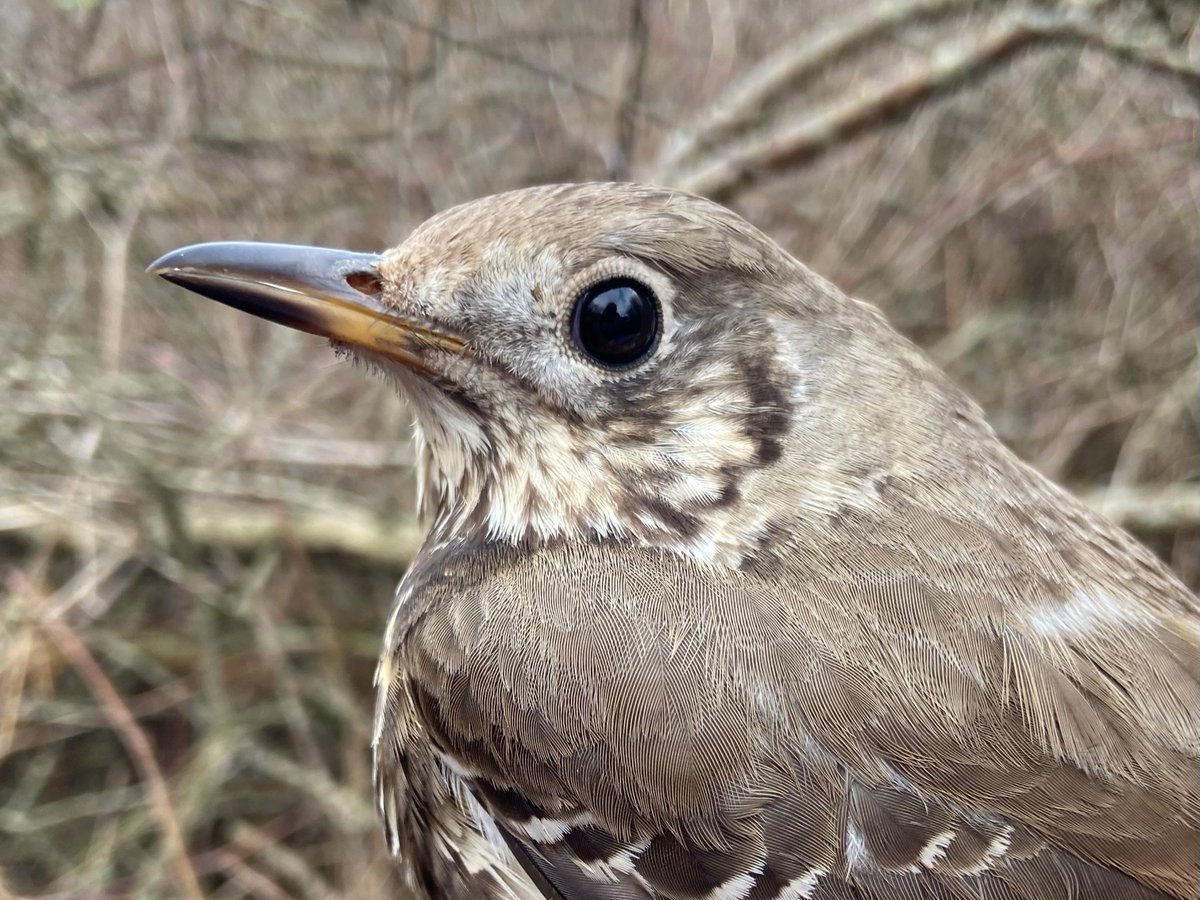 skagenbirdobs's tweet photo. The 3rd ever Mistle Thrush (Mistel Drossel) ringed for our bird observatory on March 29th!🤩

#mistlethrush #misteldrossel #turdusviscivorus #skagenfuglestation #denmark #birdobservatory #thrush #birding #birdringing #birdbanding #birdlovers #ornithology #skagen https://t.co/5a8WGWTAp1