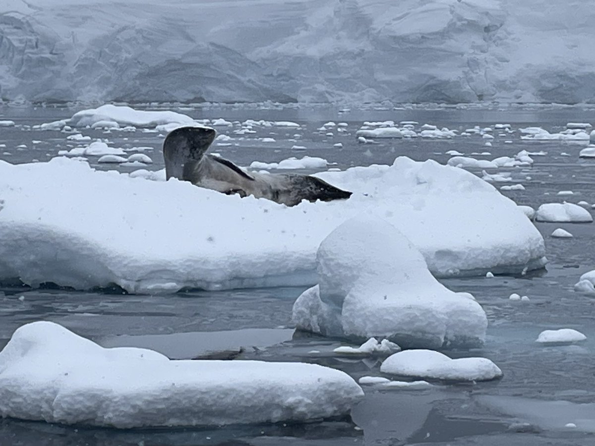 iblack007's tweet photo. Contented Leopard seal https://t.co/WKHVx1gEEr