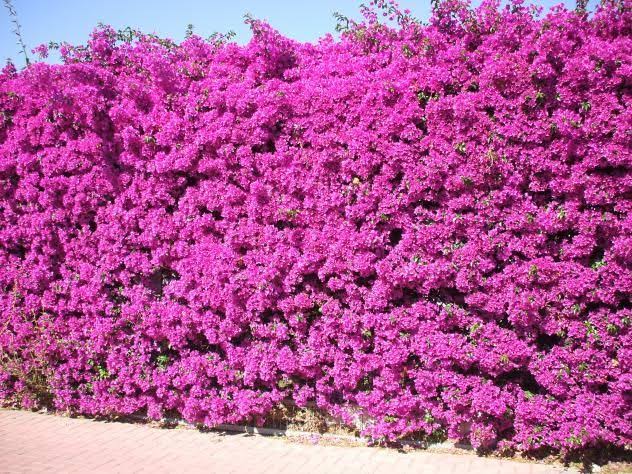 AAngelV3's tweet photo. Hace año y medio, cuando compramos una casa, al fondo de la pared del jardín yo imaginé que se vería bien un muro verde de bugambilia y les pedí a unos jardineros que me lo pusieran. Cuál fue mi sorpresa cuando el resultado fue el siguiente... 🧵 https://t.co/bd89iy56WN