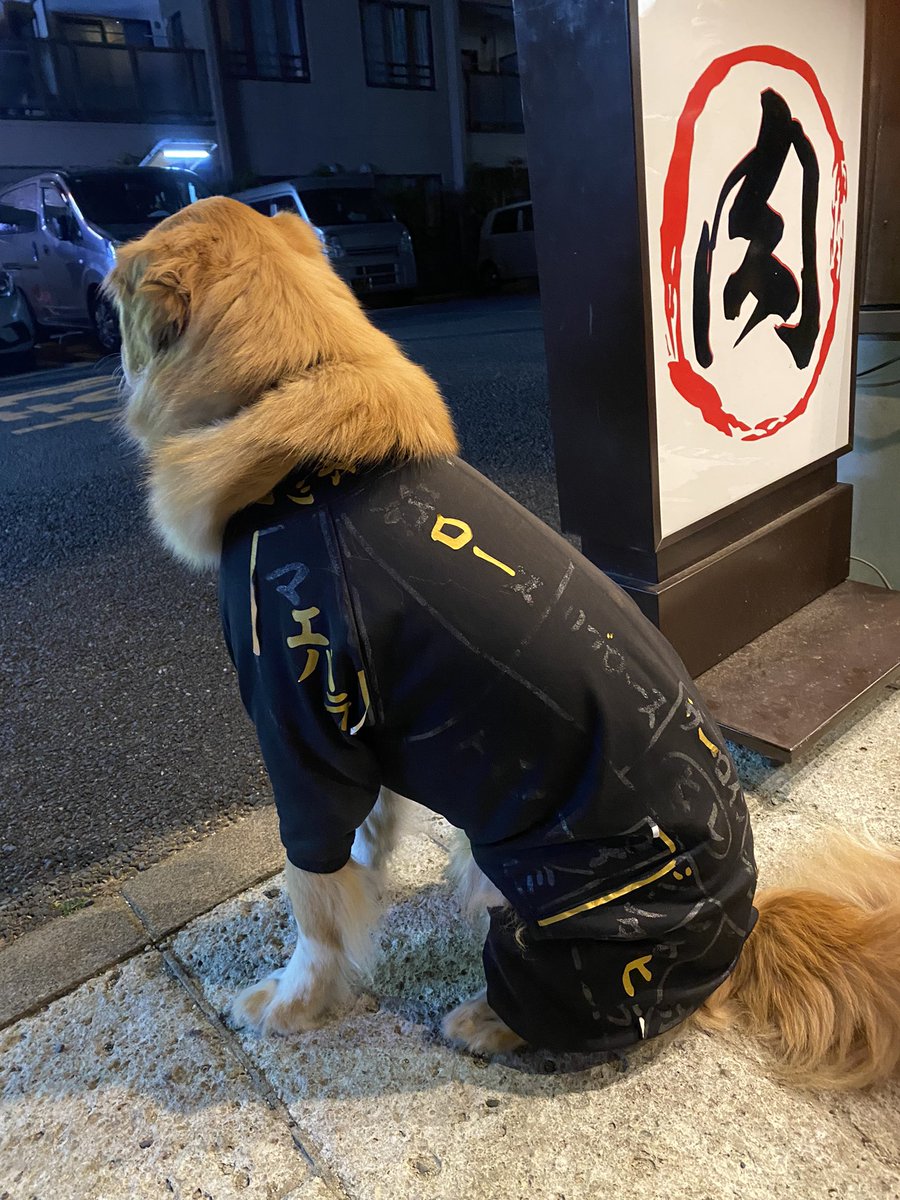 今日で焼肉孔明のお勤めは終わりました🐾
こんなに制服もボロボロになって🐾

制服のプリントが剥がれた一番の原因は、スタッフはじめ、お客様やご近所様、犬友様に撫でられたからです🐾

アロさんが皆様からどれほど可愛がられたか、この制服が教えてくれています🐾

感謝🐾