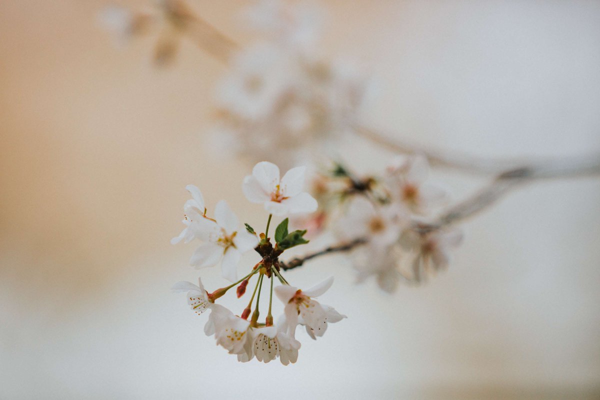 "Blessed be the God and Father of our Lord Jesus Christ! According to his great mercy, he has caused us to be born again to a living hope through the resurrection of Jesus Christ..." (1 Peter 1:3)

Wishing you a blessed and joy-filled Easter from all of us at Johnson University!