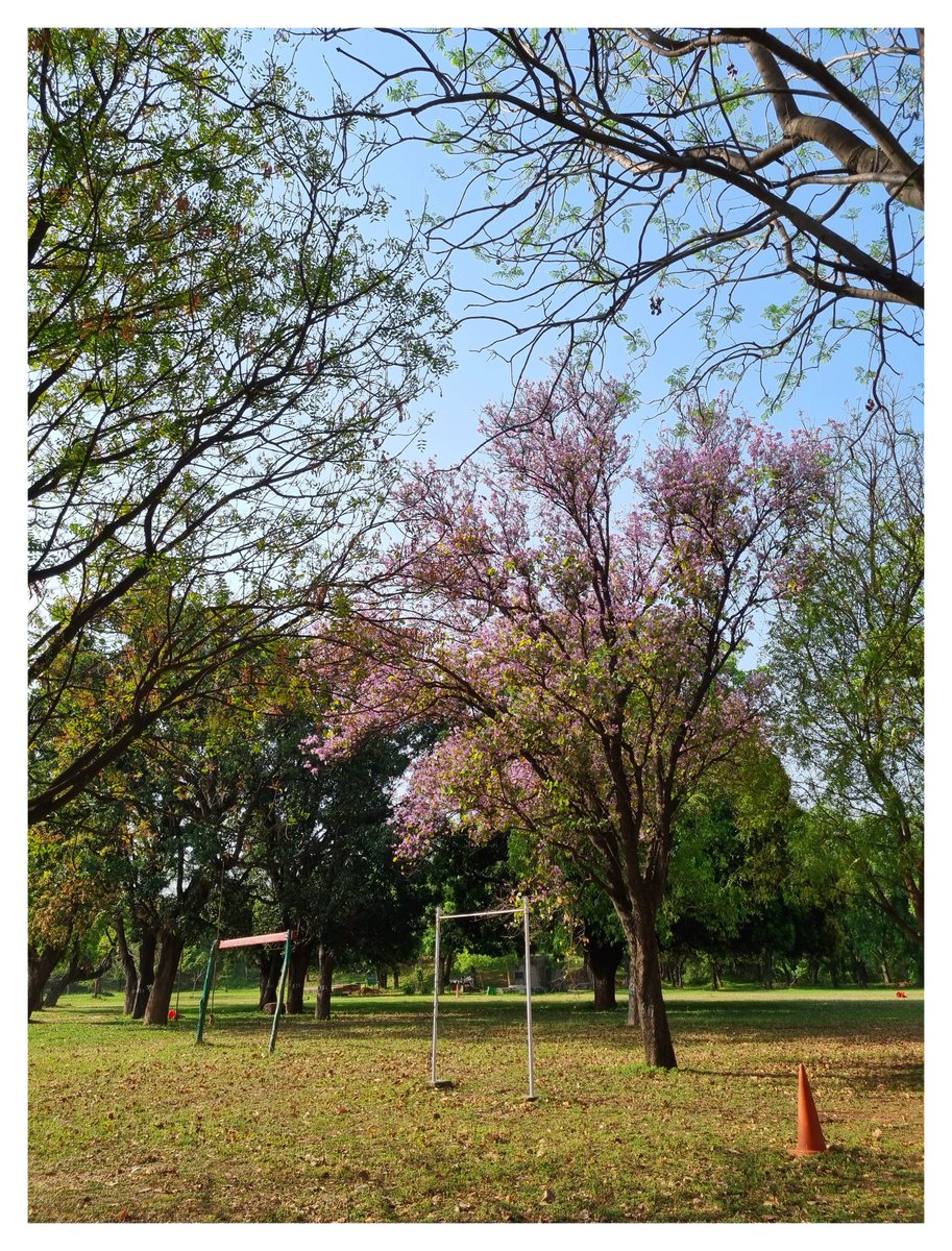 tusharnarula_21's tweet image. Chandigarh&apos;s Spring

Chandigarh, India - March 2024

#chandigarh #heritage #openhandmonument #spring #samsung #withGalaxy