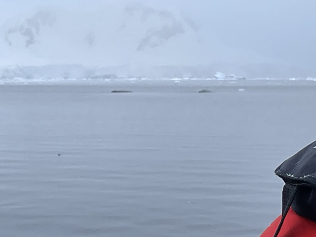 iblack007's tweet photo. Humpbacks in Wilhelmina Bay https://t.co/jDNm0irVlK