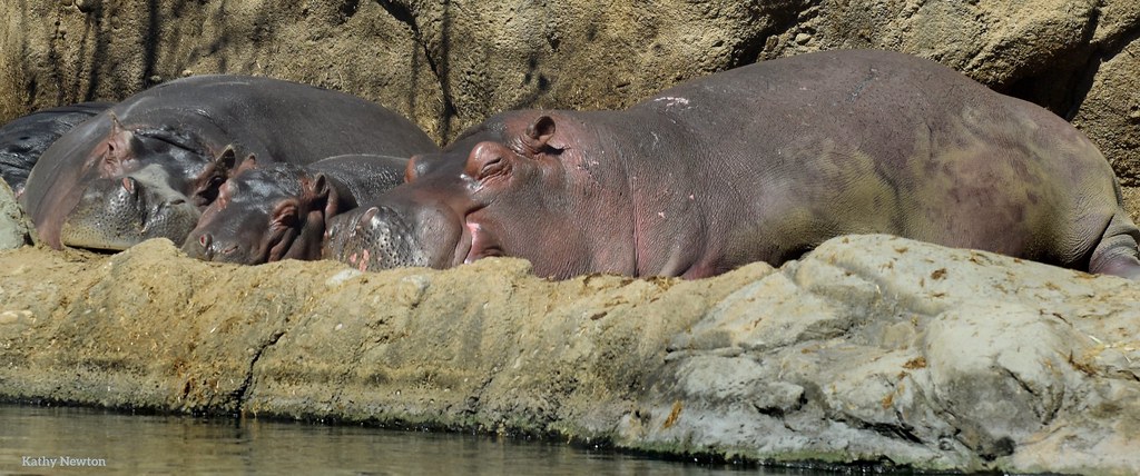 CincinnatiZoo's tweet photo. Sundays are for relaxing 💤 https://t.co/8cmzVbmEVz