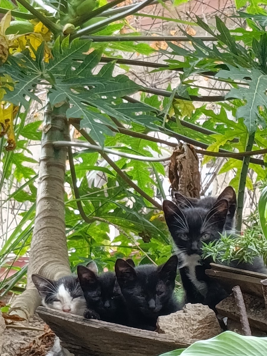 #casosdeterceros Amigos nos hacen llegar este caso para su difusión y final feliz, nos ayudan? Estos gatitos fueron abandonados son blanco y negro. Tienen 4 meses. Para cualquier duda contactar conmigo Raquel 04125820673 Estoy en Caracas.