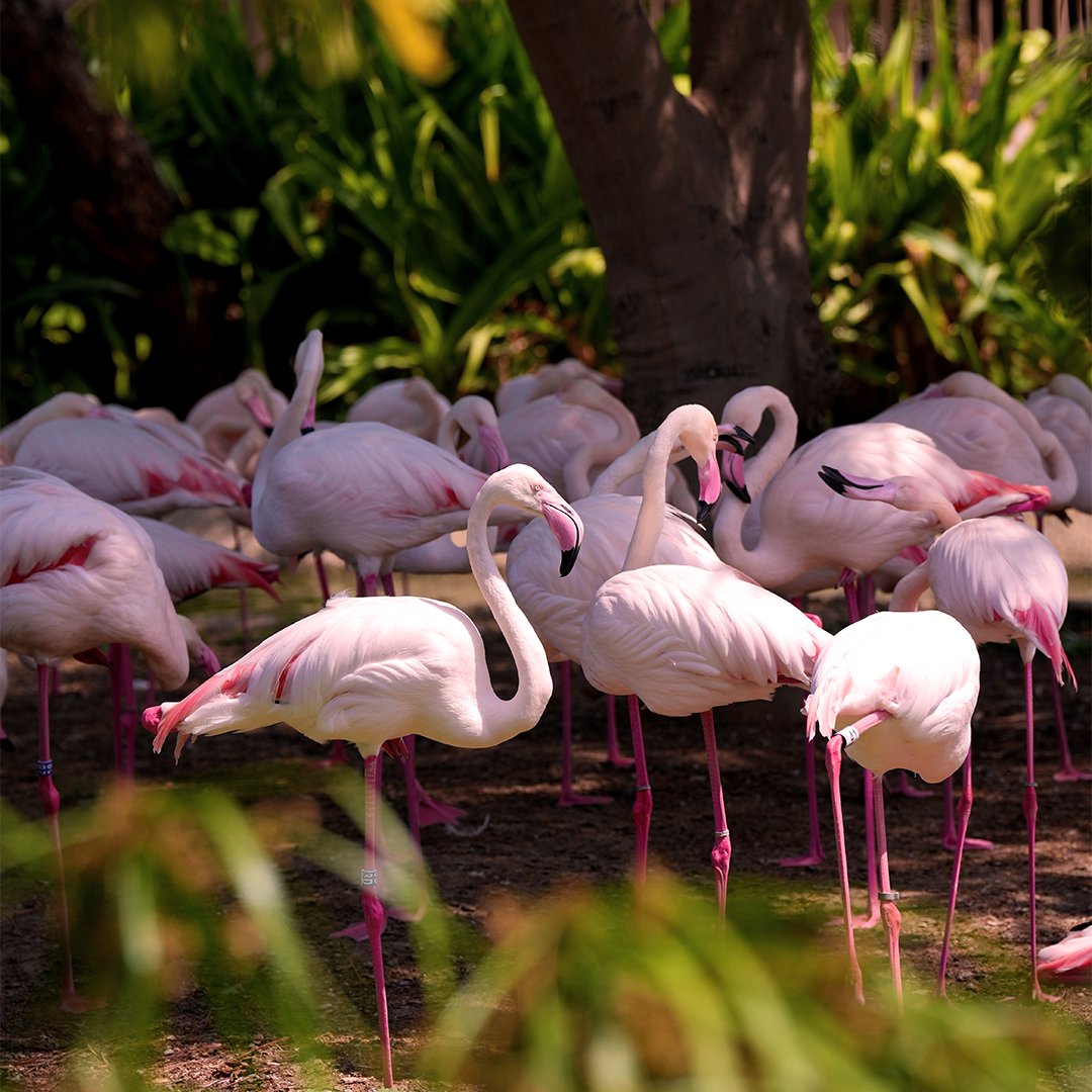 النحام يولد رماديًا، لكنه يحصل على لونه الوردي من الطعام الذي يحتوي على الكاروتينويد🦩