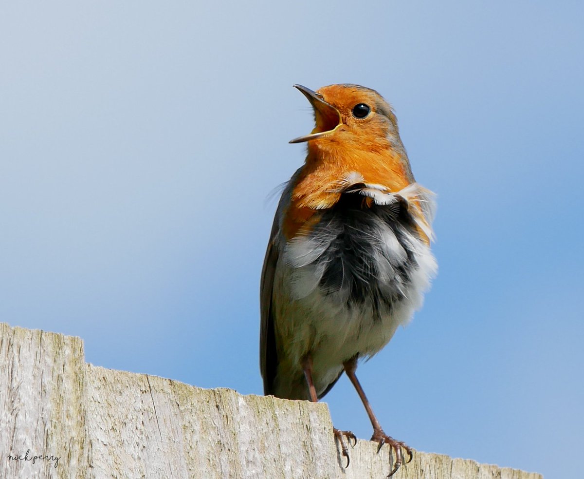 Cornwall Robin singing as loud as it can in the constant wind😅
#TwitterNatureCommunity 
#TwitterNaturePhotography 
#BirdsOfTwitter #PhotoOfTheMonth
#NatureTherapy