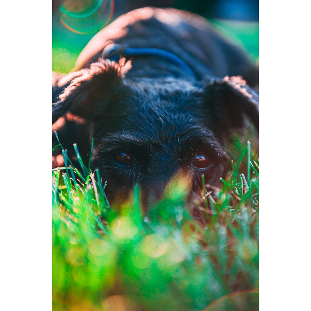 SchnauzyDog's tweet photo. https://t.co/eX2Waz1xVt https://t.co/b7flWjcls1