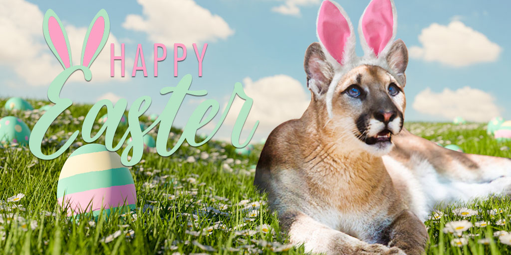 Happy Easter, everybunny! 🐣🐾🐰