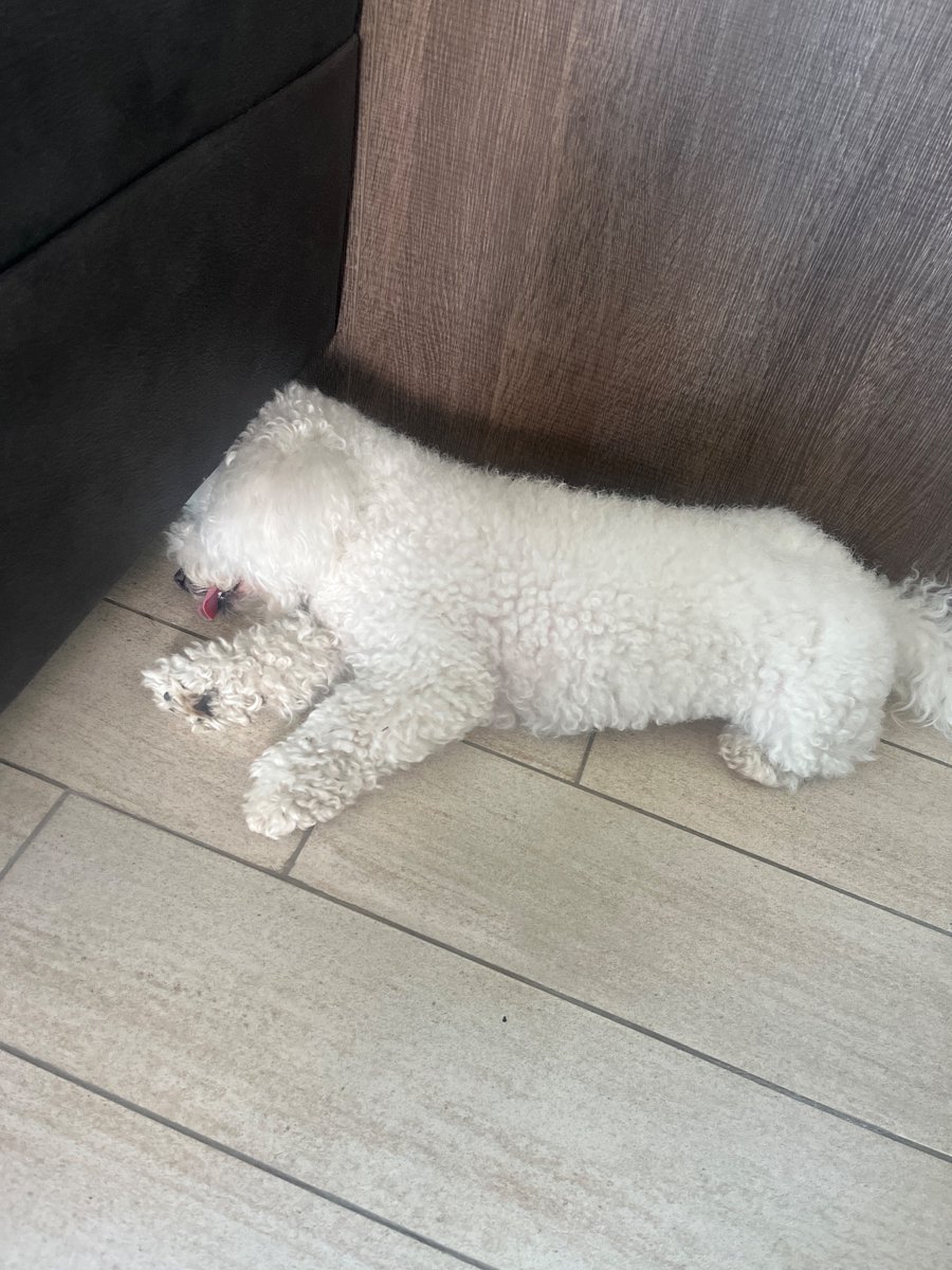 Mauricio Brumel tweet media