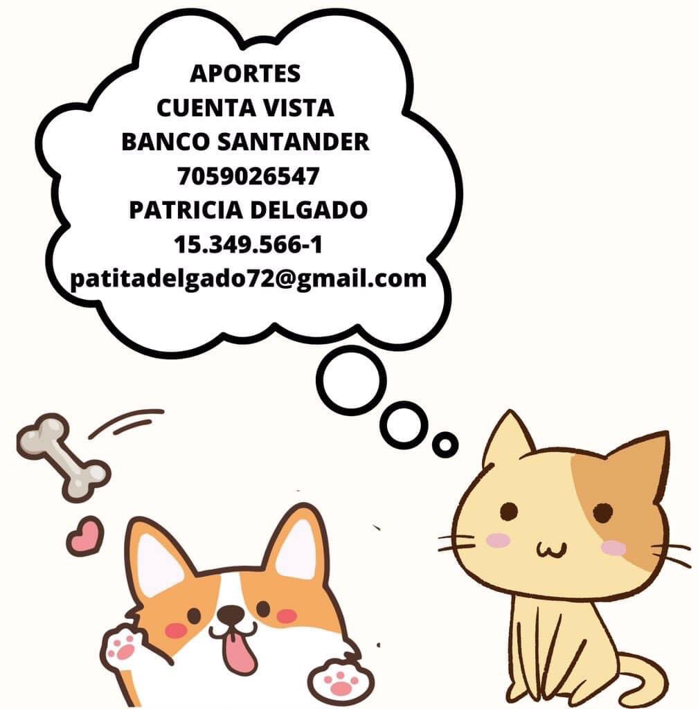 Acá está Michu (gatita violada) 

Hoy cumple 5 días en vet.
Ha evolucionado bien.
Ya se sienta, camina.
Come latas de húmedo, está con medicamento e hidratación. 
Hizo 💩 (teníamos miedo que le pasara algo)

Faltan por reunir 3 días de hospital $105.000 pesos 
Ayuden x fa