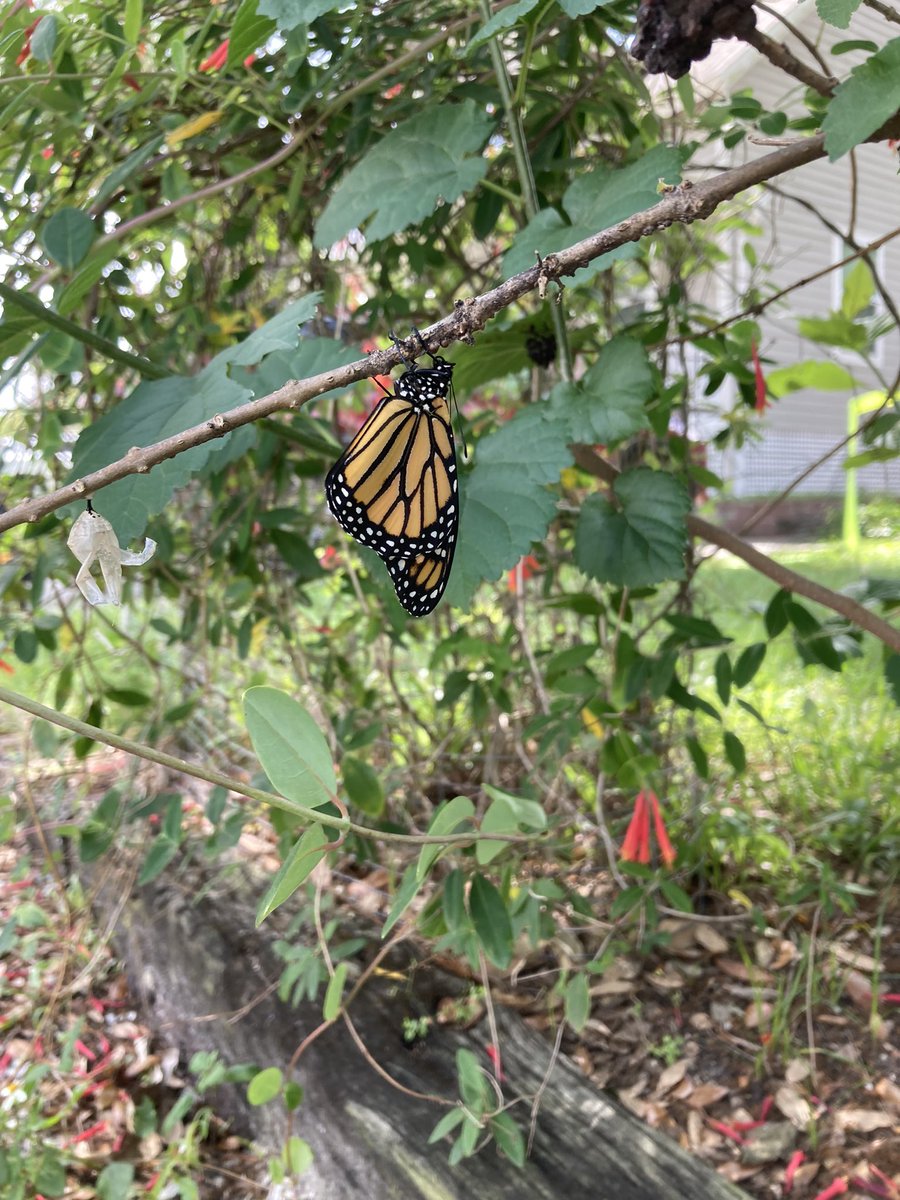 Our little butterfly garden is paying dividends this year. May this springtime renewal ritual cleanse your timeline.