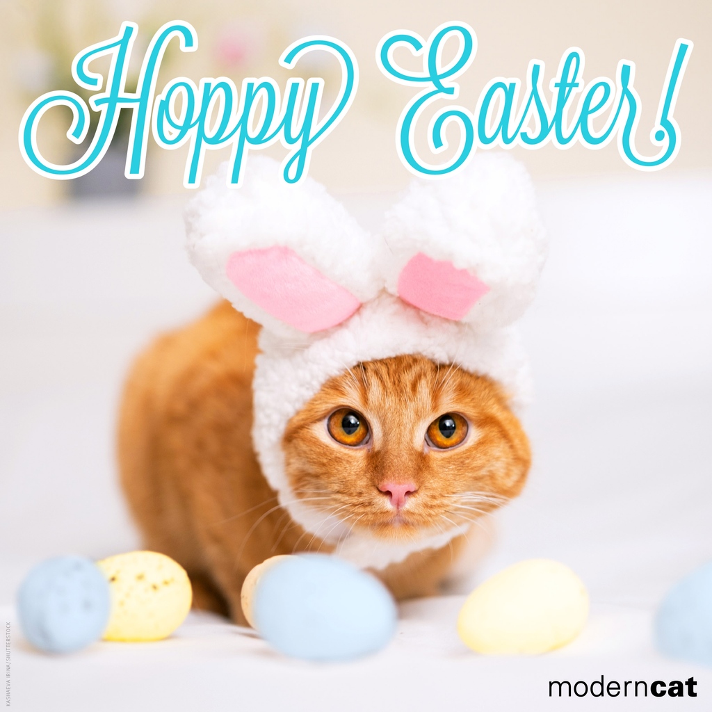 ModernCatMag's tweet photo. Hoppy Easter! We hope the Easter Bunny visited with yummy treats for your kitties. 😻🐾🐰⁠
⁠
Get two years of Modern Cat for just $14 (reg. $31.80): https://t.co/vlL5U9EcDL 
⁠
#moderncat #cats #easter #easterweekend #hoppyeaster #happyeaster #easterkitty #cat https://t.co/0Q07vAw5PL