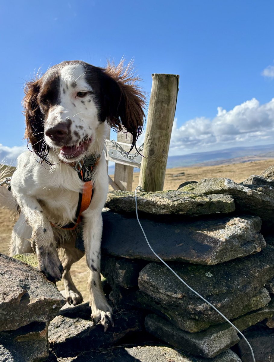 A very happy spaniel enjoying learning how to navigate stiles on the moors around Pen-y-ghent ⛰️🐾🌟@visitdales #spaniel
