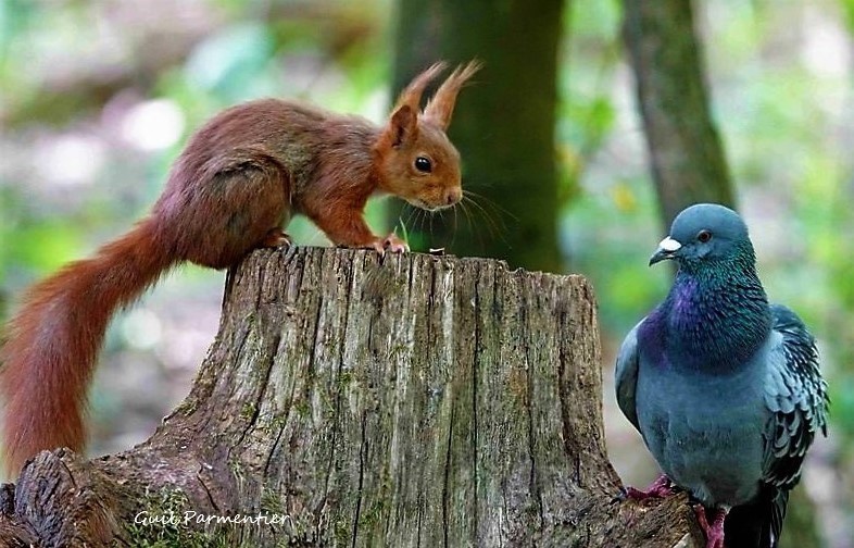 Pigeon and Squirrel