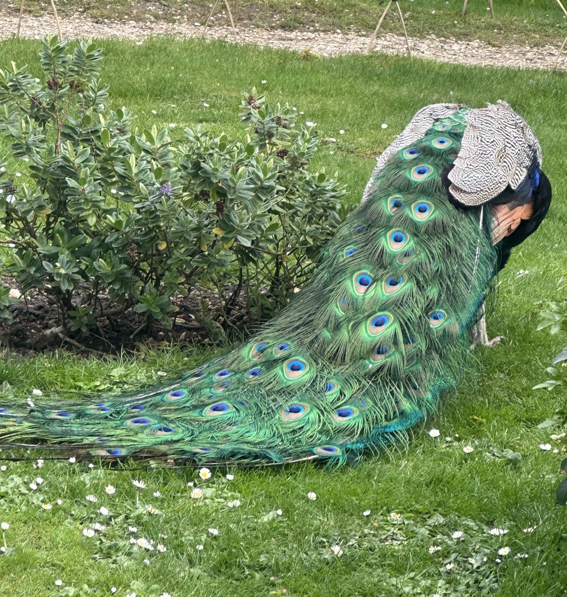 Resident Peacock in Kyoto Gardens, London. Absolutely stunning colours

#wildlife #garden #London