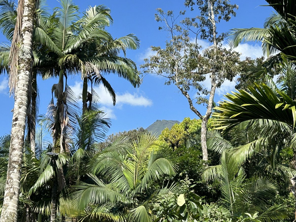 jeremies71's tweet photo. #arenalvolcano showed its peak as the clouds moved on for a bit. It’s gonna be a gooood day #lafortuna #CostaRica #myviewfortheday #rainforest #poolside https://t.co/Pp9vkb2gSb