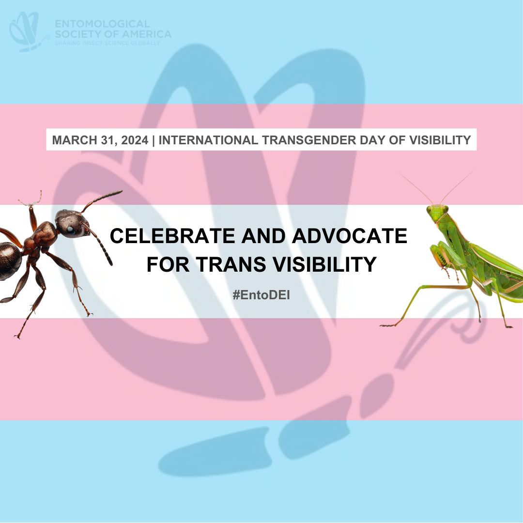 On #TransDayOfVisibility, ESA celebrates contributions of transgender scientists to entomology and affirms our commitment to a safe, welcoming professional community. #EntoDEI Learn more in this 2023 Q&A w/ a trans entomologist in Communications Biology: nature.com/articles/s4200…