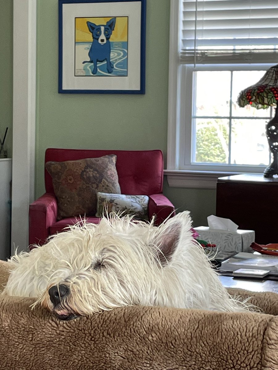 Wet & muddy morning chasing squirrels relinquished into a well-earned nap. #westielove