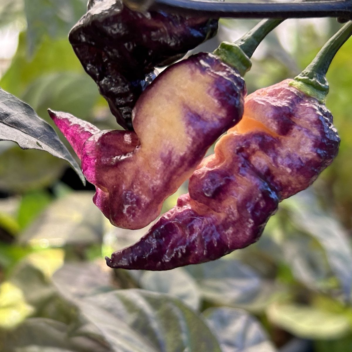 Thor’s Thunderbolt pepper is a stunning hybrid developed by Rebecca Johnston and Trevor Griffiths in North Queensland. The plants, which have dark foliage, produce superhot peppers that start off purple and eventually ripen to a peachy cream color. #ParadiseAndALittleSpice