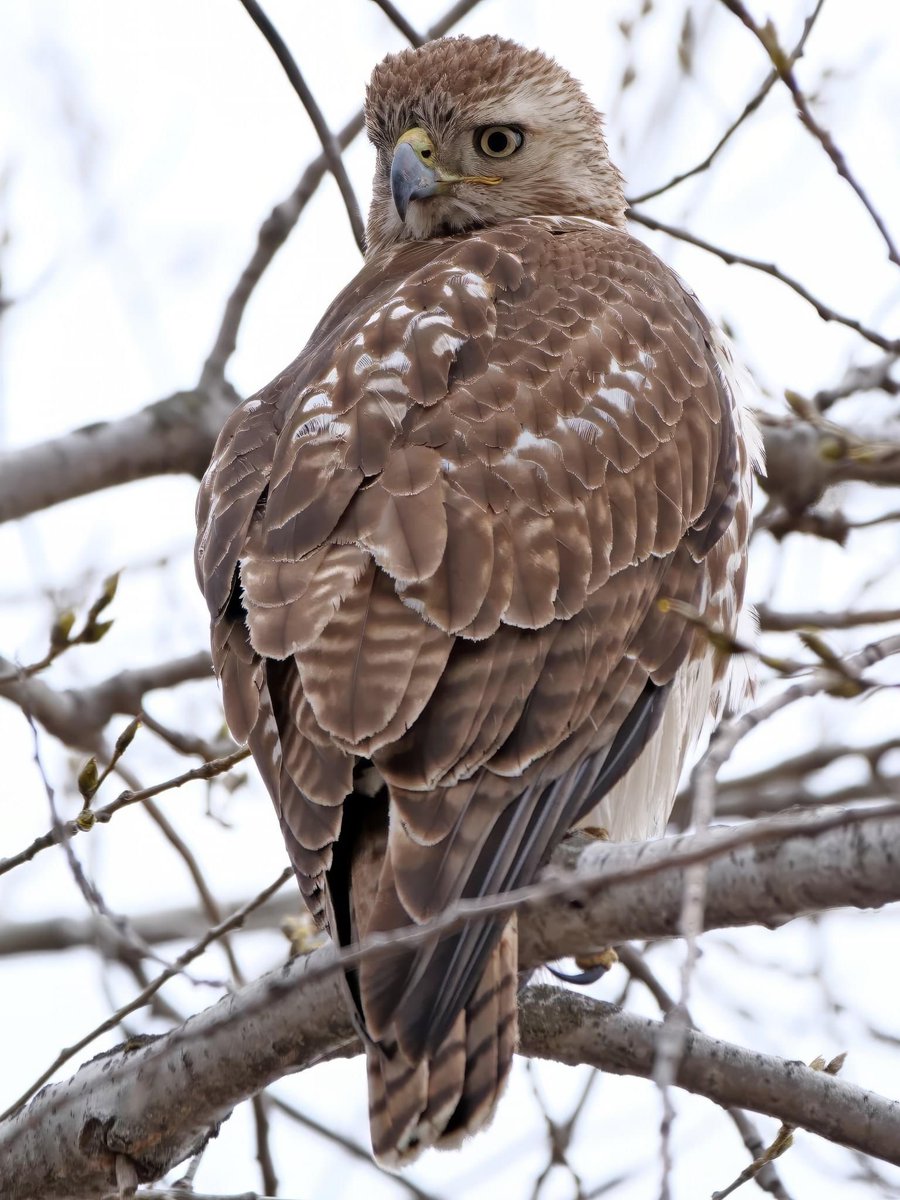 wiscobirder tweet picture