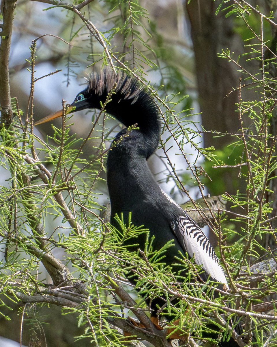 Anhinga in a tree