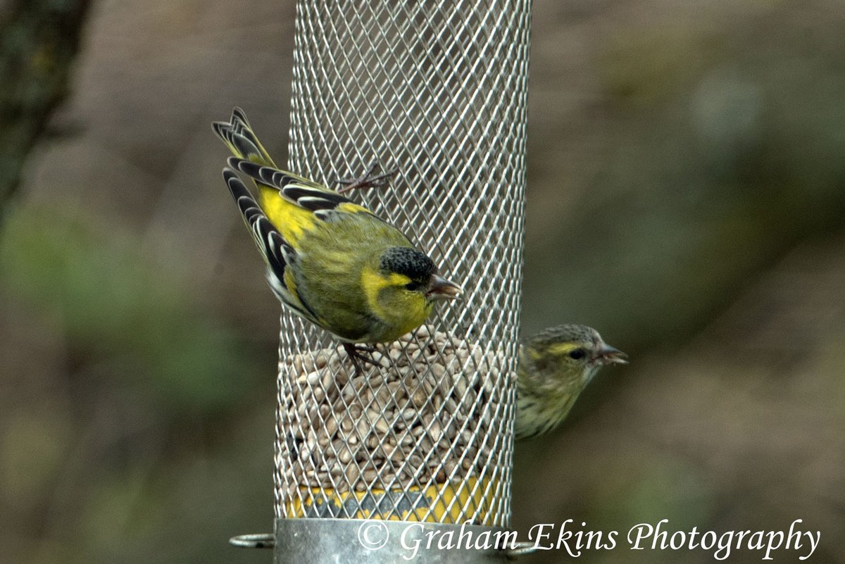 Delighted to get 8 Siskins in our #Boreham, Essex #garden this morning, arrived with 6 Goldfinches. 1st on patch this year. Also singing Goldcrest and a pair of Stock Doves. #wildlifephotography @Essexwildife @BNAEssex #twitterbirds #birdsseenin2024 <a href="/Essexbirdnews/">EBwS Bird News</a>