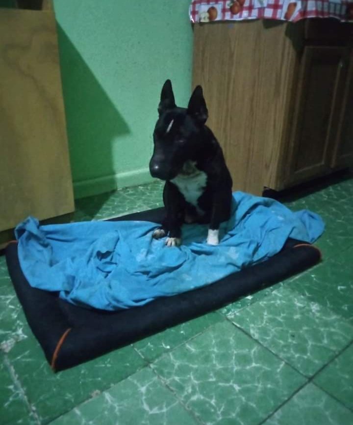 JorgeJaime_1's tweet photo. Otra de las tantas historias que tengo en más 13 años el negro lo rescate de dónde lo tenían amarrado en el sol sin comida y sin agua créame que no sabía si el me iba a morder o algo al acercarme a el  pero creo que el entiendo que lo iba ayudar y hasta me abrazo https://t.co/hGAlZBpbR4