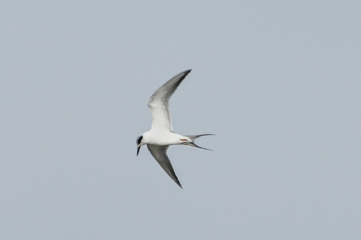 Courtauxbird's tweet photo. Finally Forster's Tern back at Shipstall. Now perched up on red Post. @DorsetBirdClub https://t.co/BpIsJlDjp4